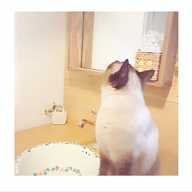 mintcatさんの実例写真