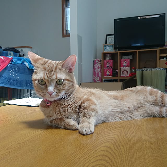shinobuさんの実例写真