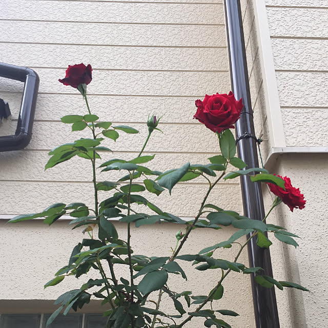 baron2017さんの実例写真