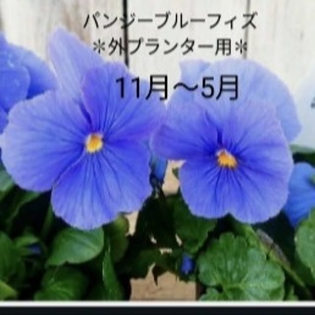Kittyさんの実例写真