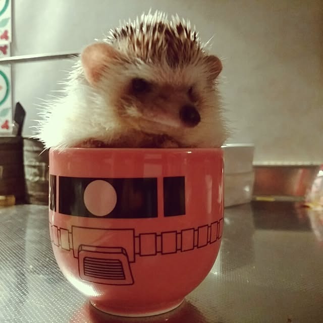 kuruさんの実例写真