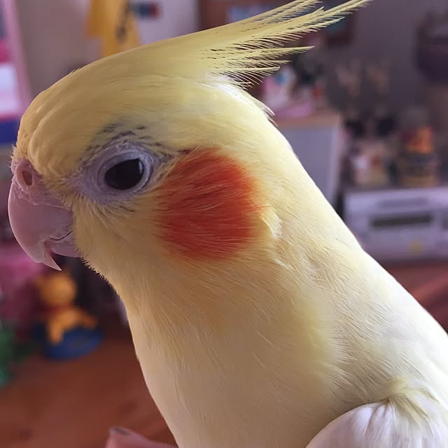 kurochanさんの実例写真