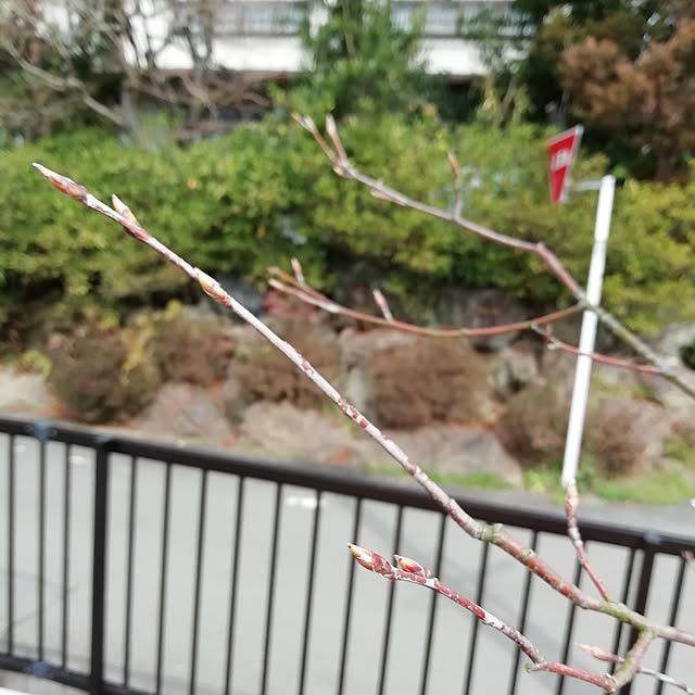 maimaimaikoさんの実例写真