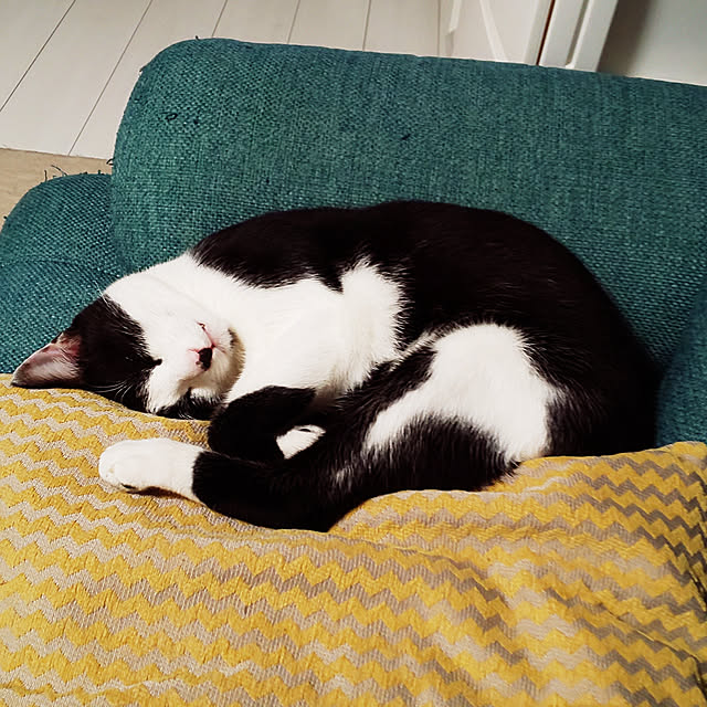 oseroさんの実例写真