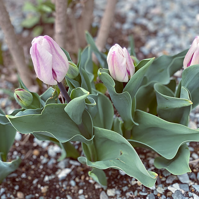 kuremaさんの実例写真