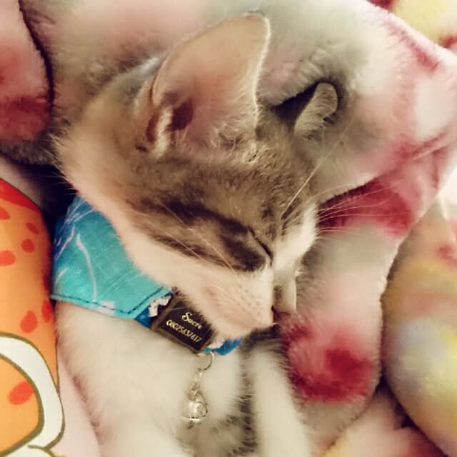 totoko3927さんの実例写真