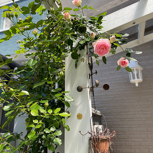 yoko_petitbonheurさんの部屋