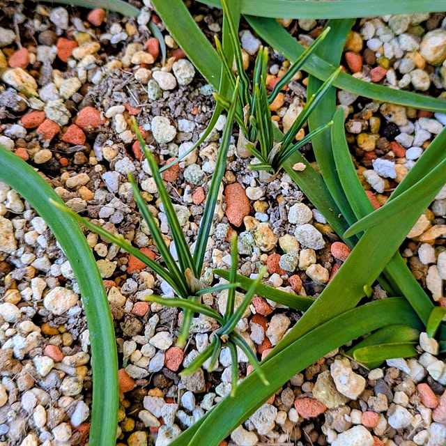 mi-saさんの部屋