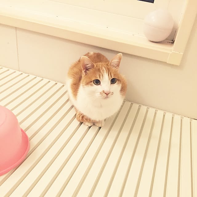 LEMONさんの実例写真