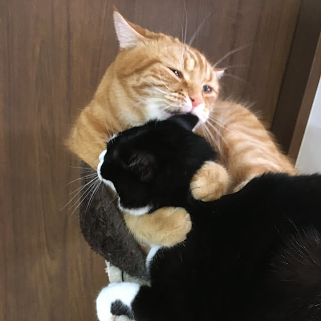nekoさんの実例写真