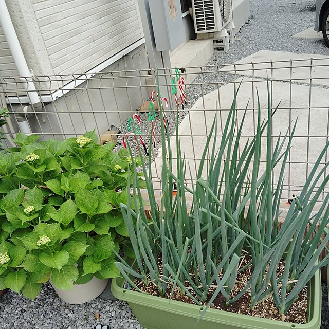 hanamocoさんの実例写真