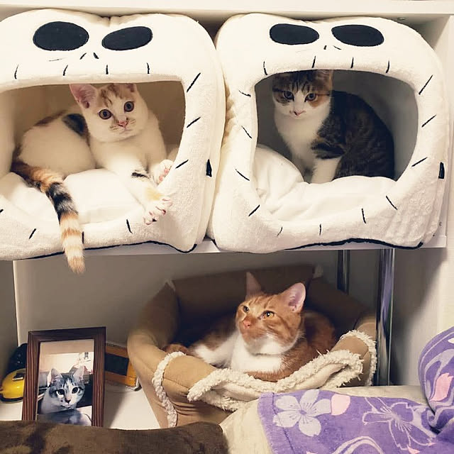 ベッド周り/ねこと暮らす/シェルフ/猫ベッド/寝室のインテリア実例 - 2022-08-31 13:50:34