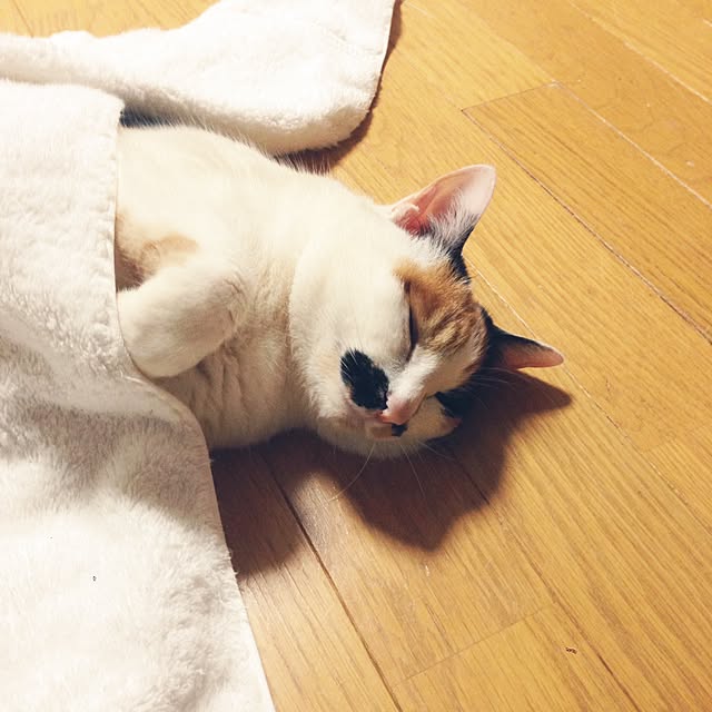 Kinanさんの実例写真
