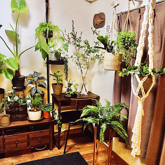 レトロ/観葉植物/部屋全体のインテリア実例 - 2021-07-23 23:42:48
