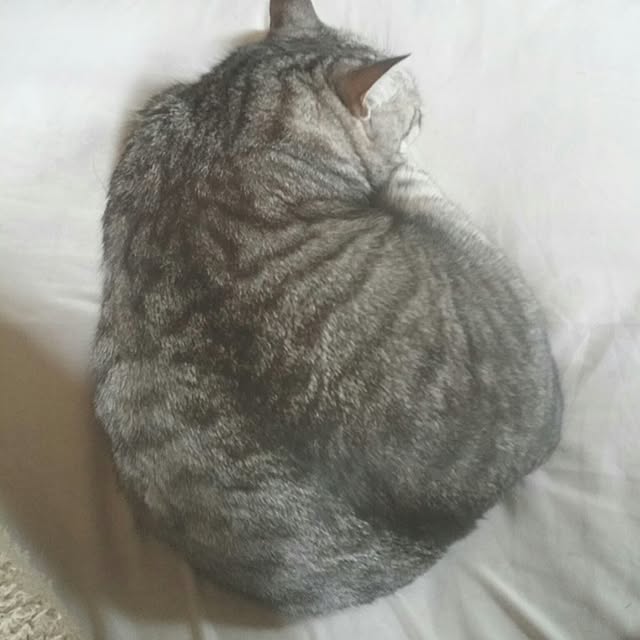 annさんの実例写真