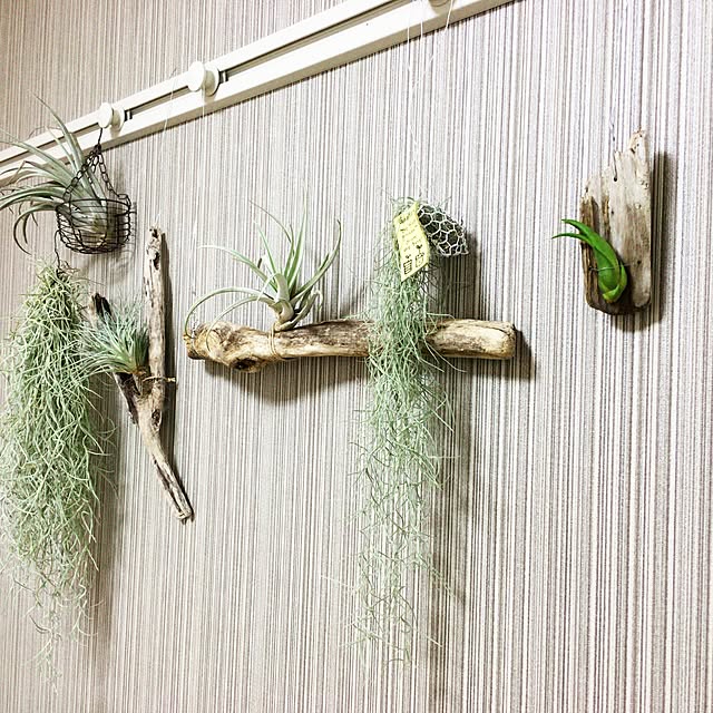 greenplntsroomさんの実例写真