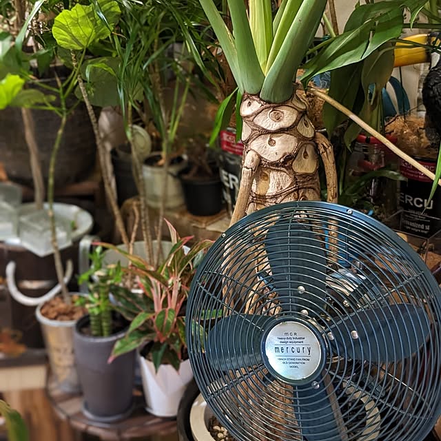 GINさんの部屋