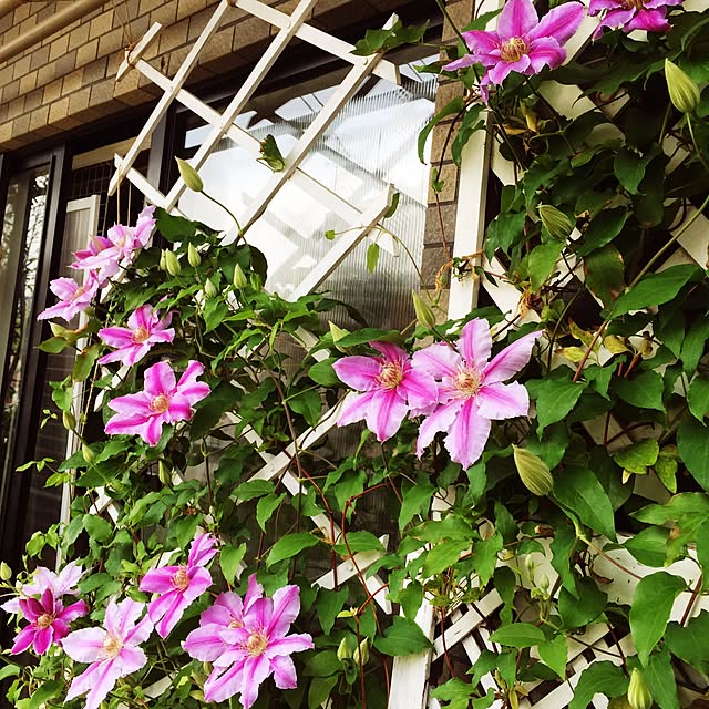 kimishigureさんの実例写真