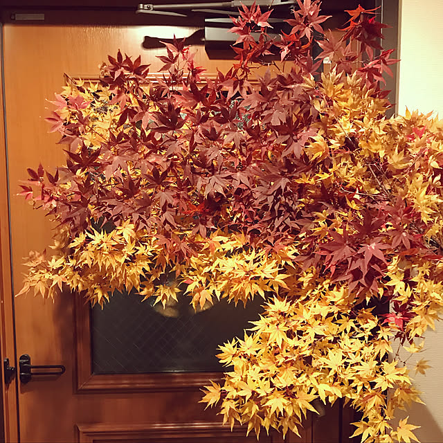 chizuruさんの実例写真