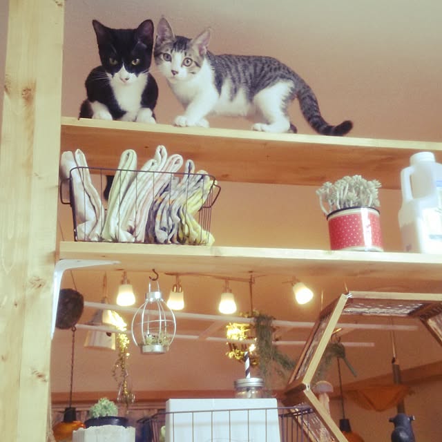 実例写真