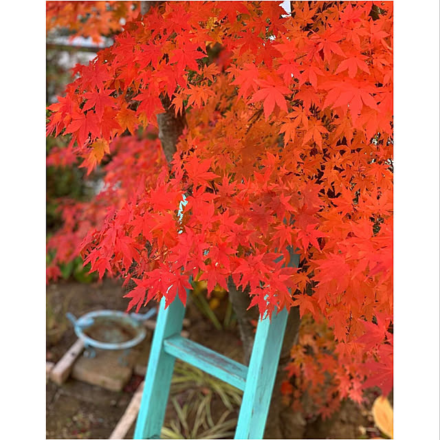 SAYOさんの実例写真