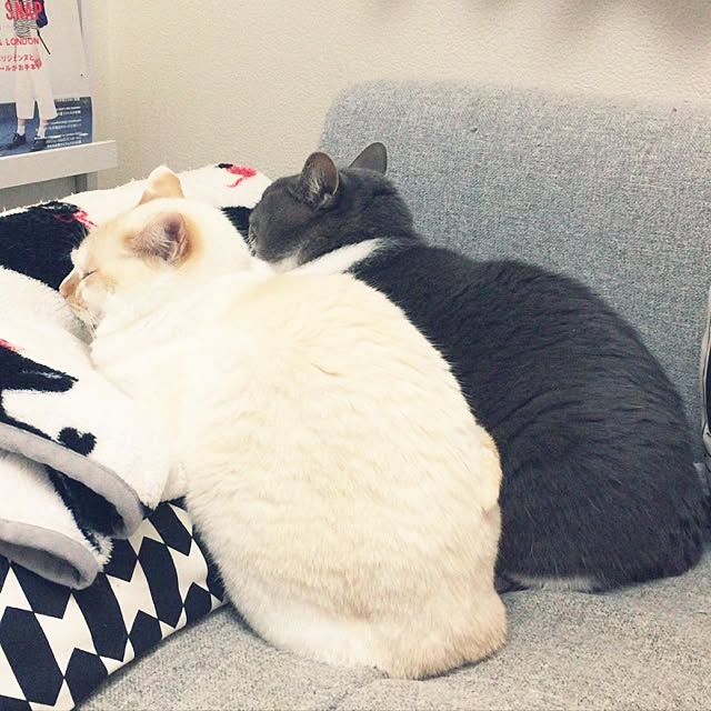 toufuさんの実例写真