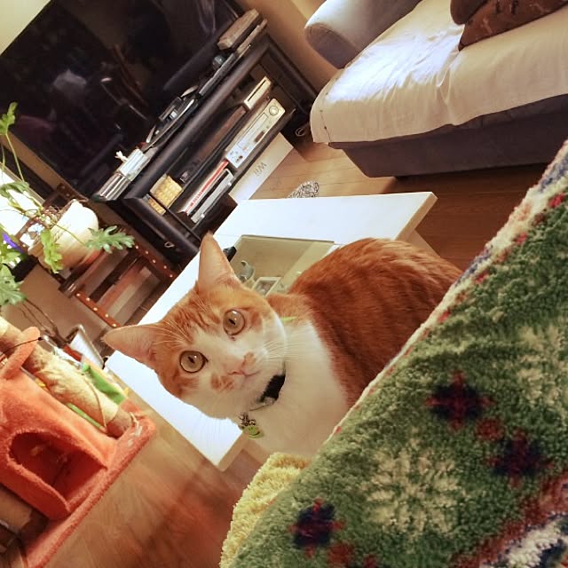 kinakuroさんの実例写真