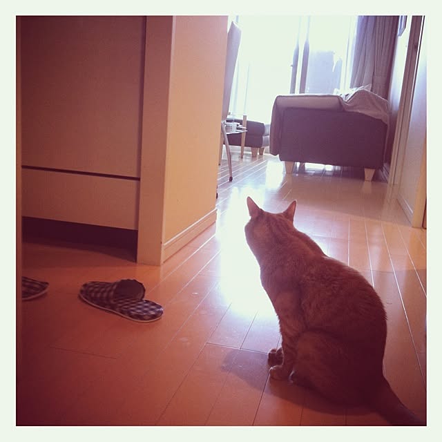 cyokotaroさんの実例写真
