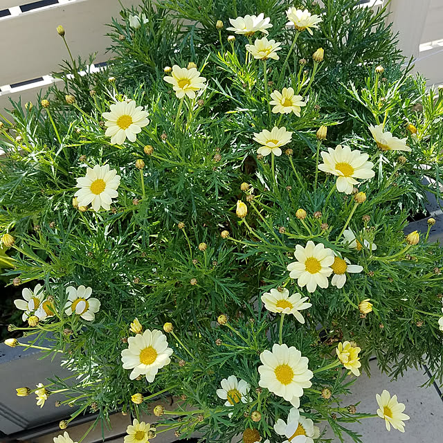 玄関/入り口/お花のある暮らし/海外インテリアに憧れて♡/いいね♪いつもありがとうございます❤️/アメブロ始めました♫...などのインテリア実例 - 2020-04-09 11:17:46
