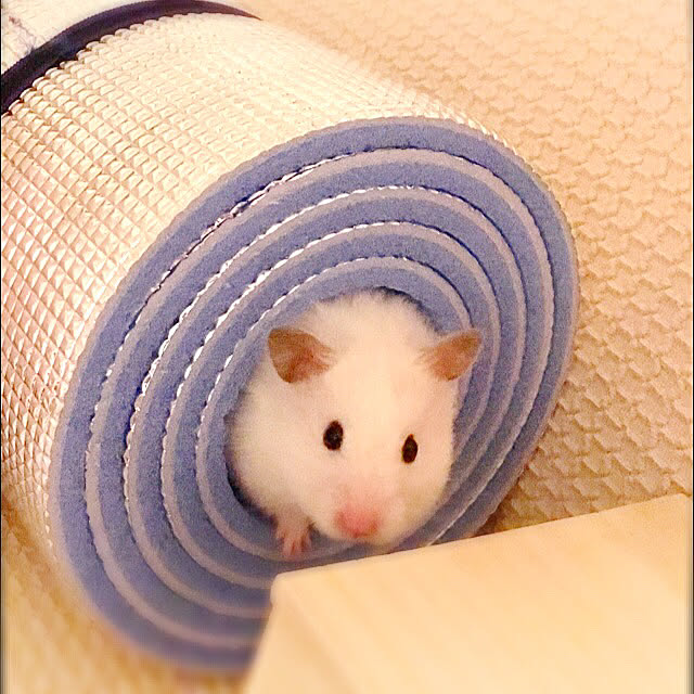 DORAさんの実例写真