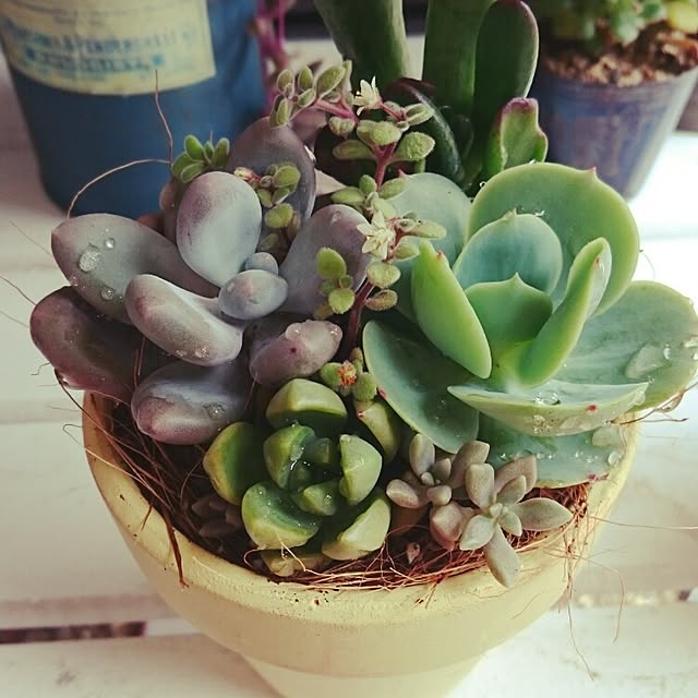 chocoraisinさんの実例写真