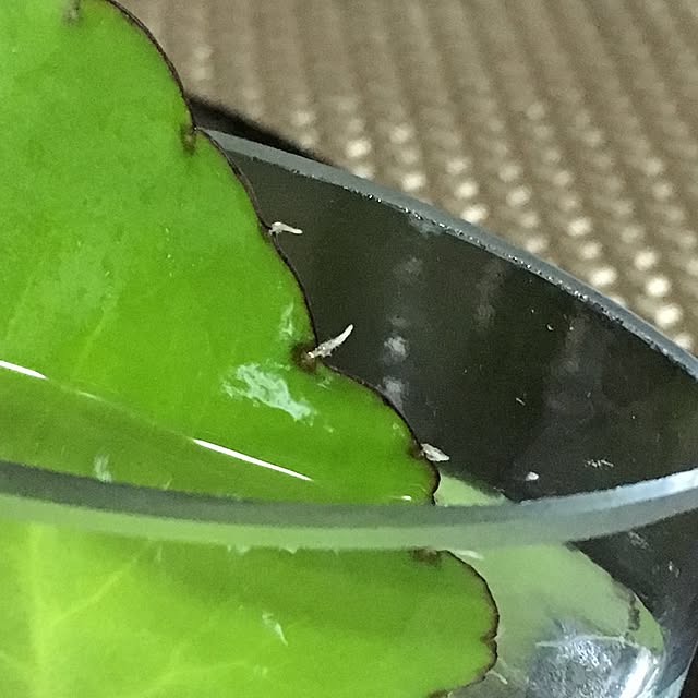 kasumiさんの実例写真