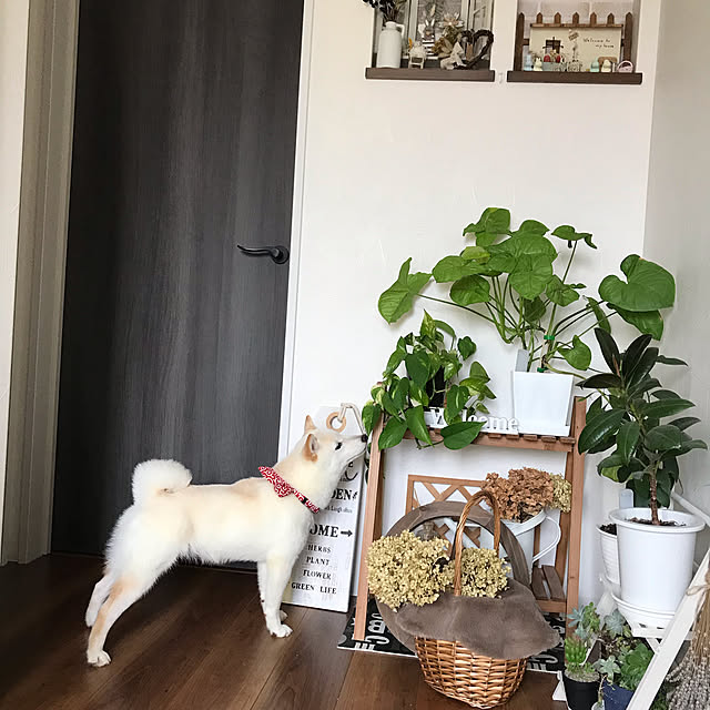 Nicoleさんの実例写真