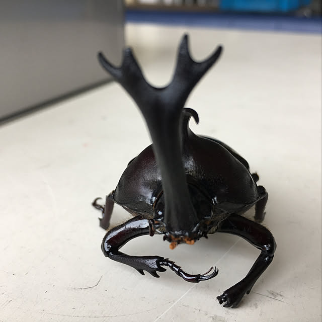 kmakkyiさんの実例写真