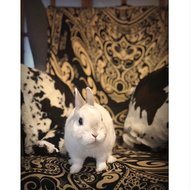 riettaさんの実例写真
