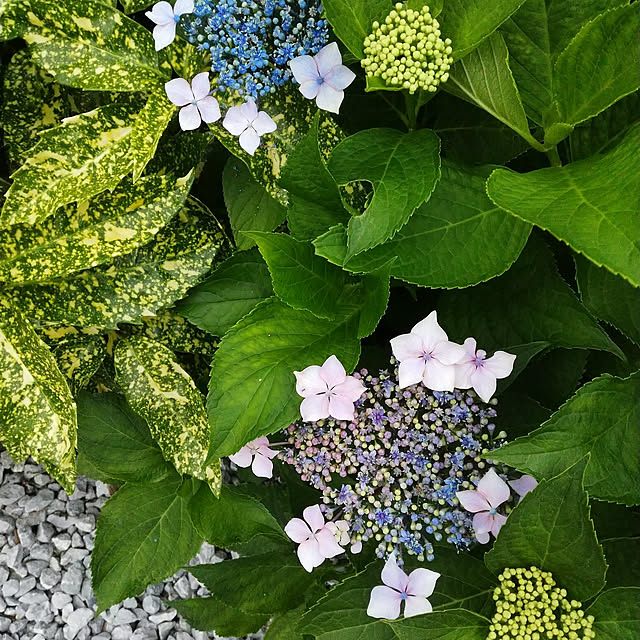 ponhanaさんの実例写真