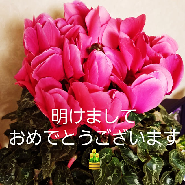 takoさんの実例写真