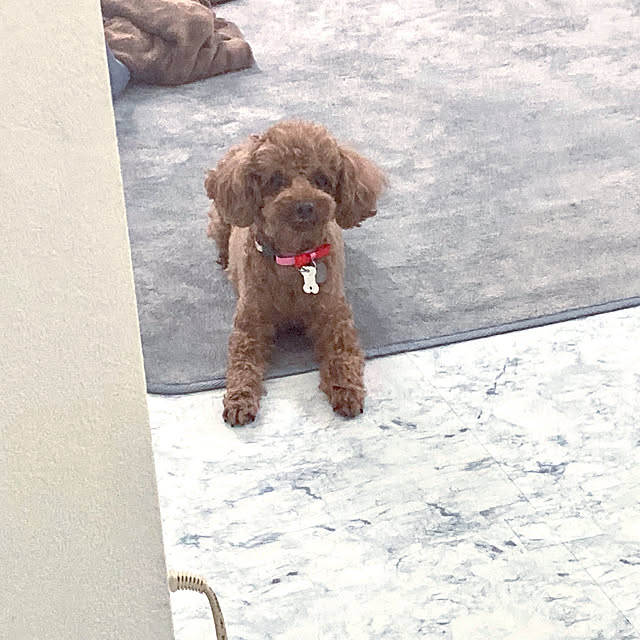 MOMOMAMAさんの実例写真