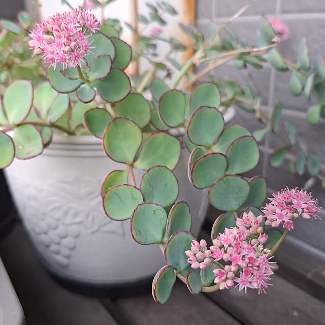 noaさんの実例写真