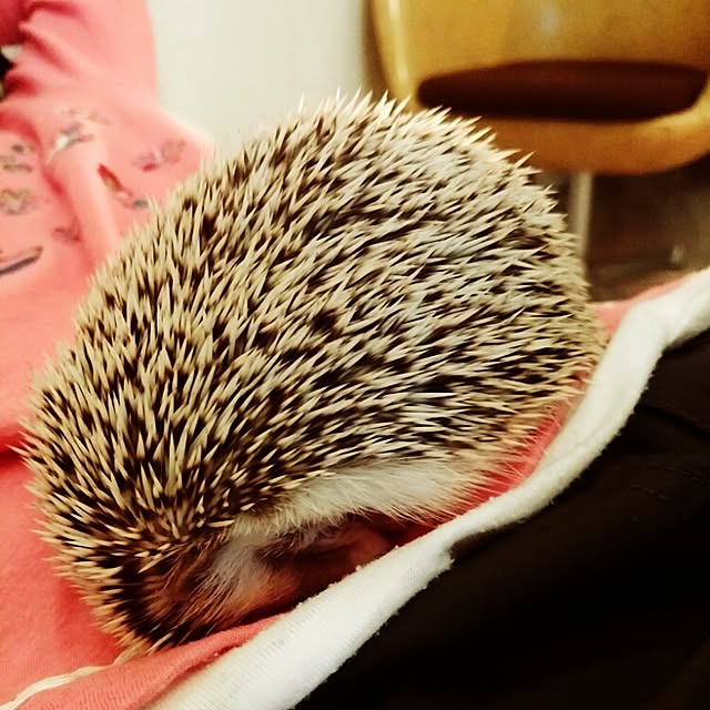 kuruさんの実例写真