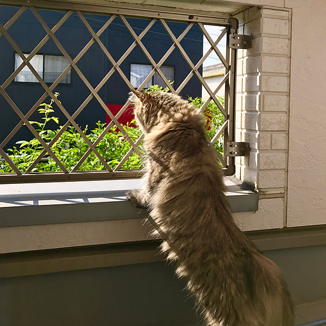 butachanさんの実例写真