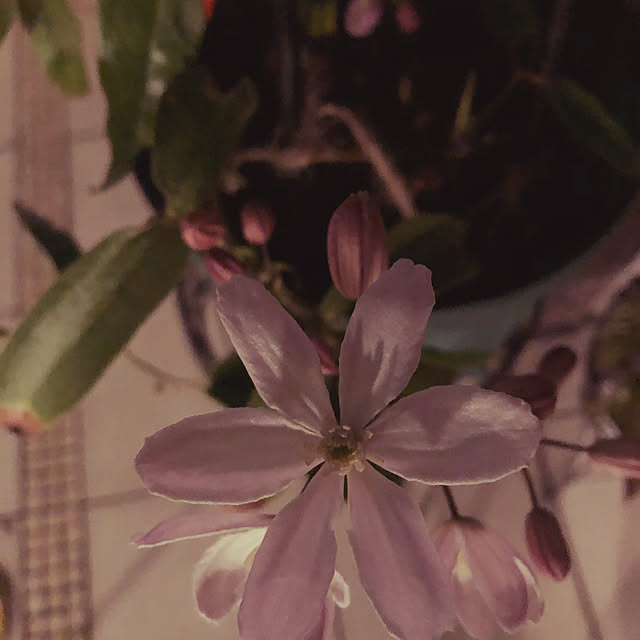 HEISEIKAZOKU.さんの実例写真