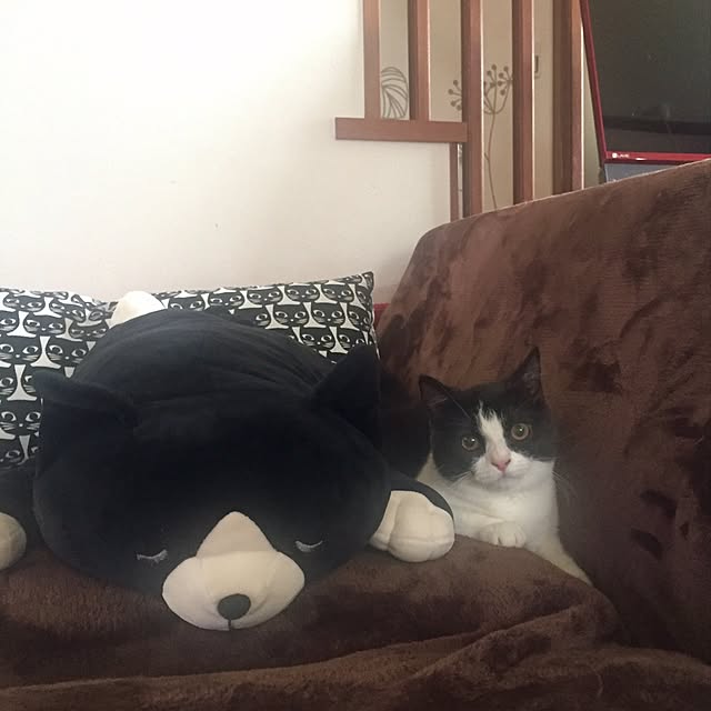 butachanさんの実例写真
