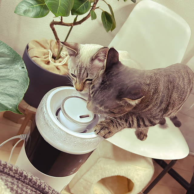 pi-popaさんの実例写真