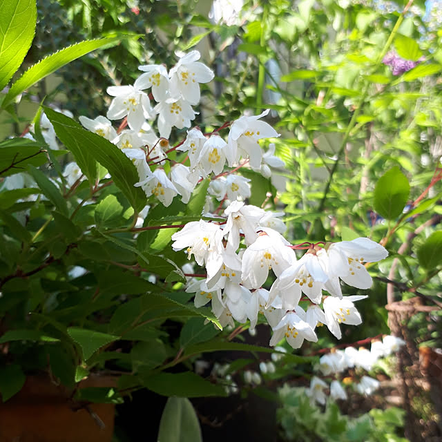 キッチン/庭/植物のある暮らし/お花が好き/庭仕事が好き...などのインテリア実例 - 2021-04-20 12:27:15