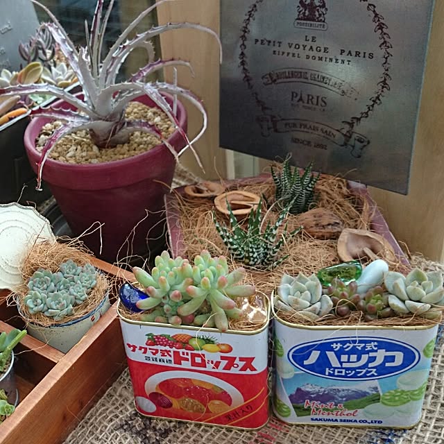 多肉寄せ植え 乙女心のインテリア実例 | RoomClip(ルーム 多肉寄せ植え 乙女心のインテリア実例 | RoomClip(ルーム