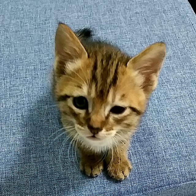 poniさんの実例写真