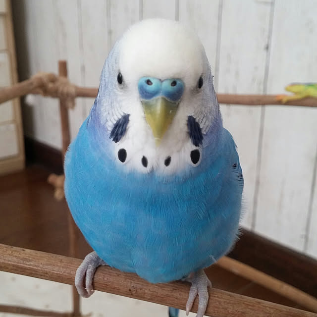 opiopiopiさんの実例写真