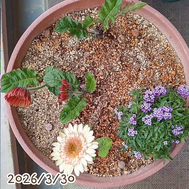 mi-saさんの部屋