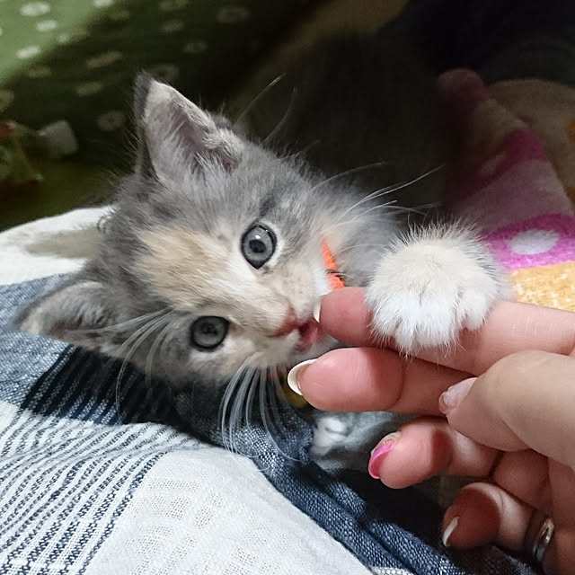 shinobuさんの実例写真